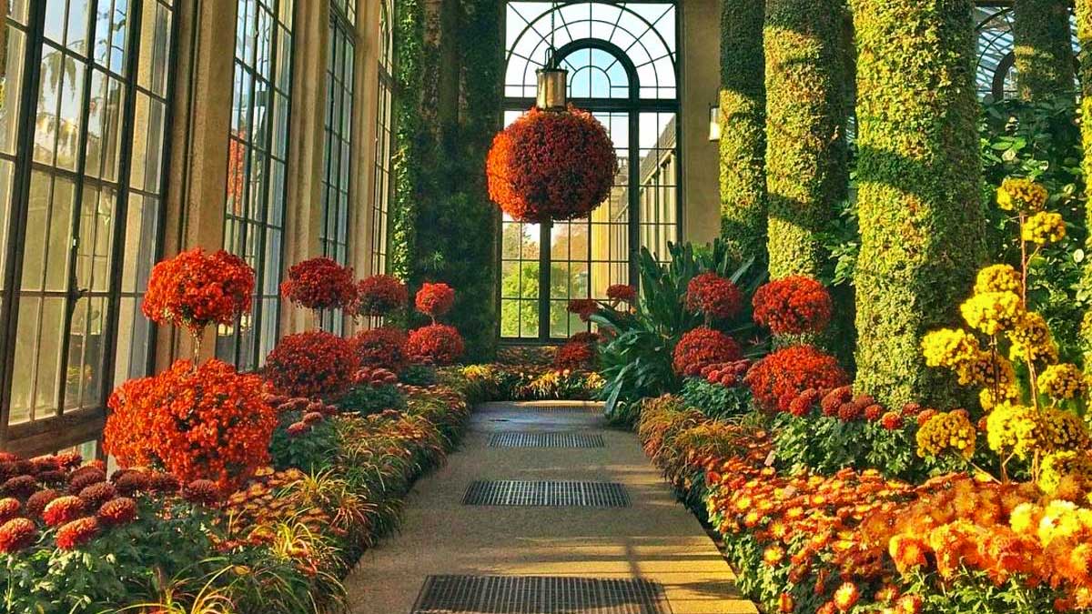 room filled with different varieties of Chrysanthemums at Chrysanthemum Festival in Philadelphia, Pennsylvania, USA